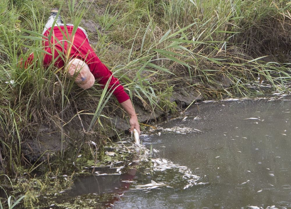 Căldura a făcut RAVAGII în apele mici! Mii de PEŞTI MORŢI într-un afluent al Siretului (FOTO)