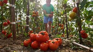 Programul Tomata 2025: Sprijin financiar pentru fermieri