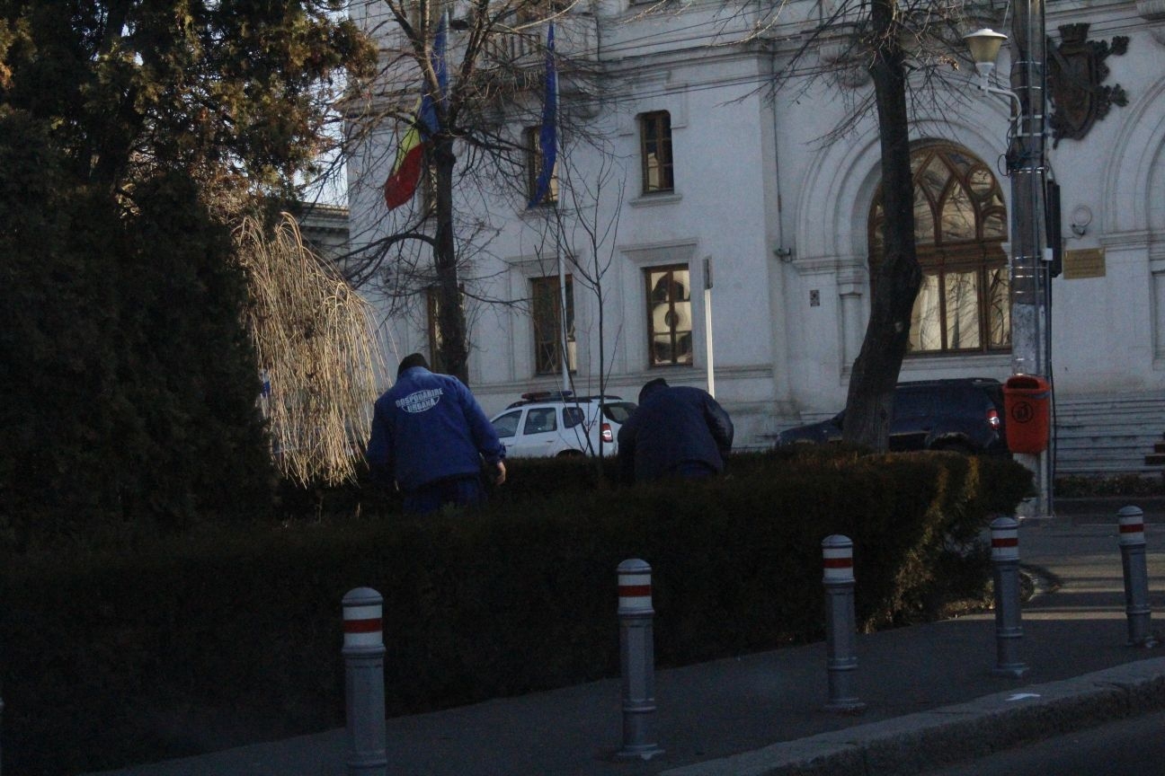 ADP lucrează | Se plantează flori şi copaci în oraş