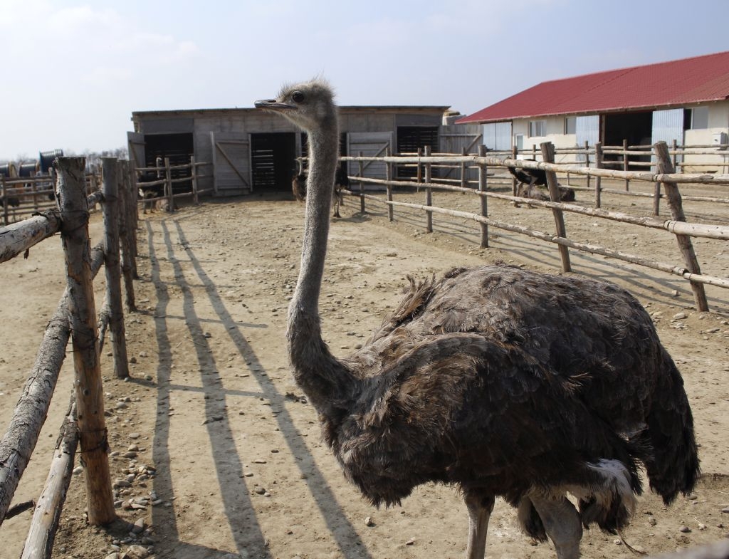 AFACEREA CU STRUȚI, marea păcăleală. Păsări gigant, dezamăgire pe măsură (FOTO)