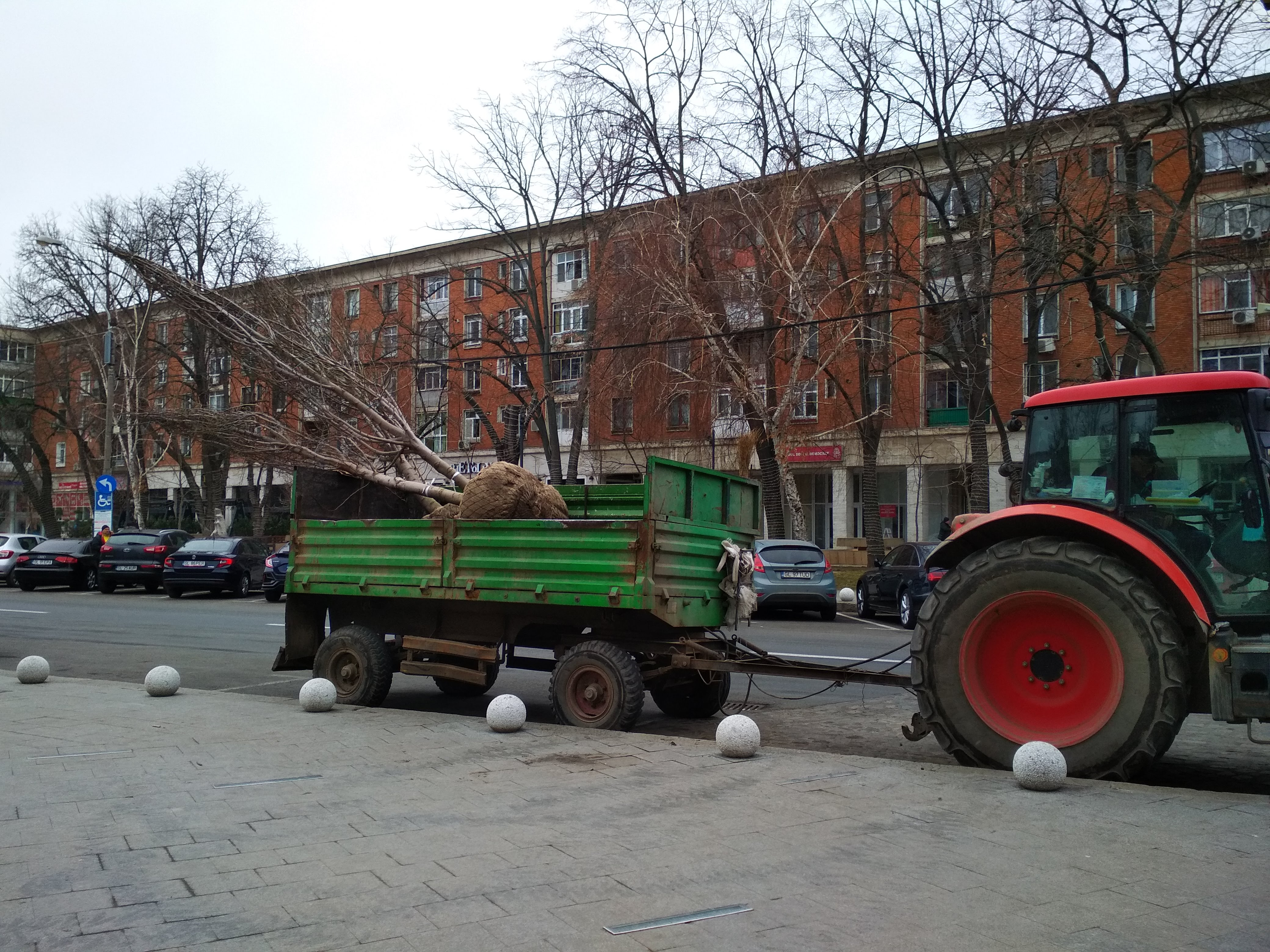 Azi îi plantăm, mâine (îi) asfaltăm!