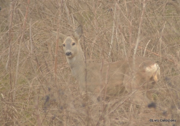 REVOLTĂTOR/ CĂPRIOARA de pe Faleză, SFÂŞIATĂ de MAIDANEZI