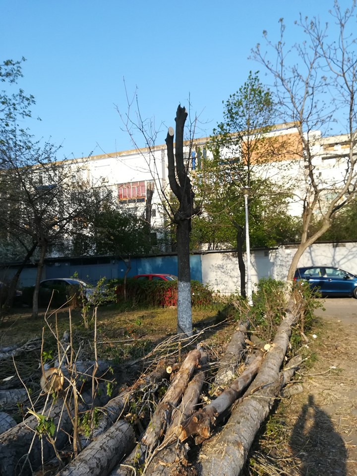 ”Nu e toaletare, ci mutilarea unor copaci sănătoşi” (FOTO)