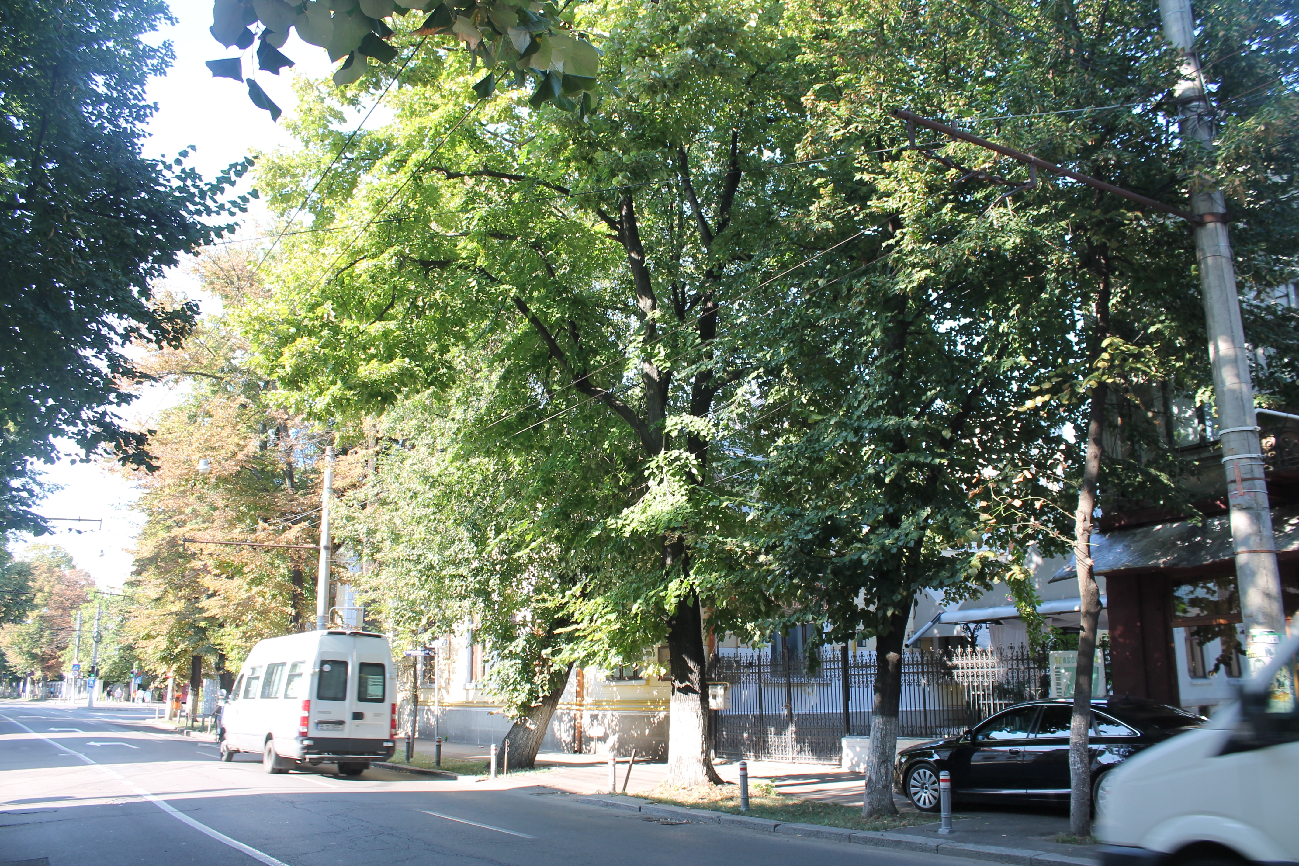 Arbori noi la Galaţi, abia la toamnă. Achiziţia e făcută, dar plantarea amânată