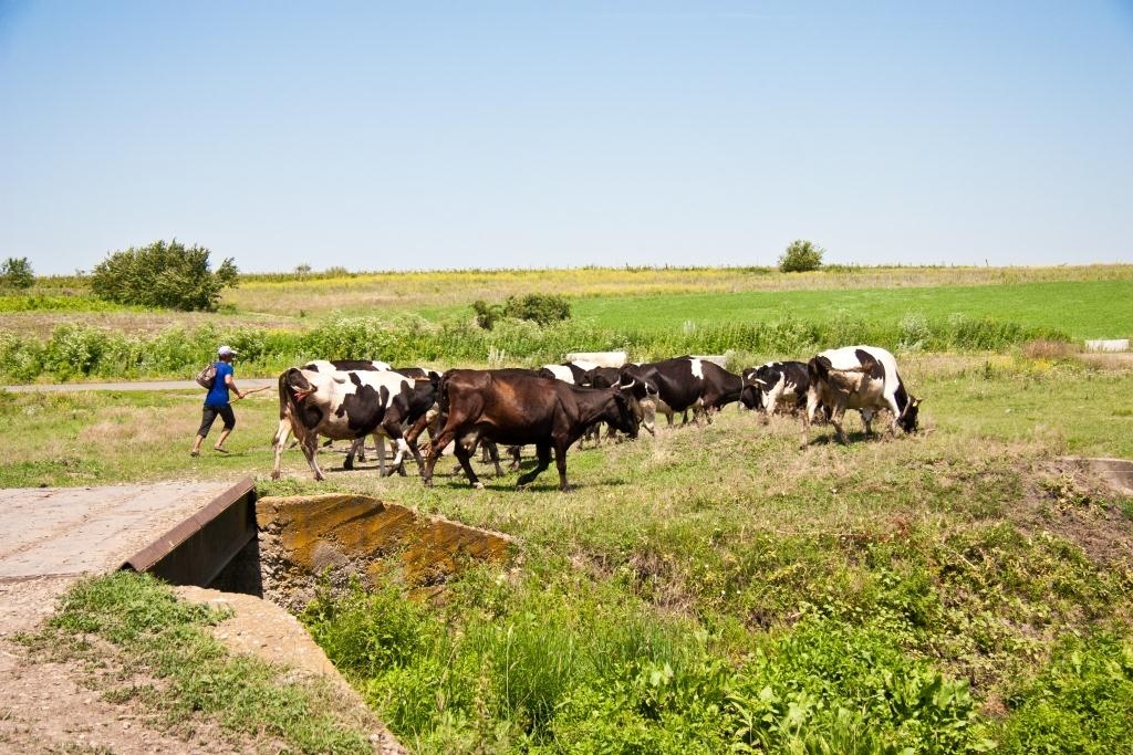 Alegerea Letiţiei surdo-muta şi a văcarului din Griviţa