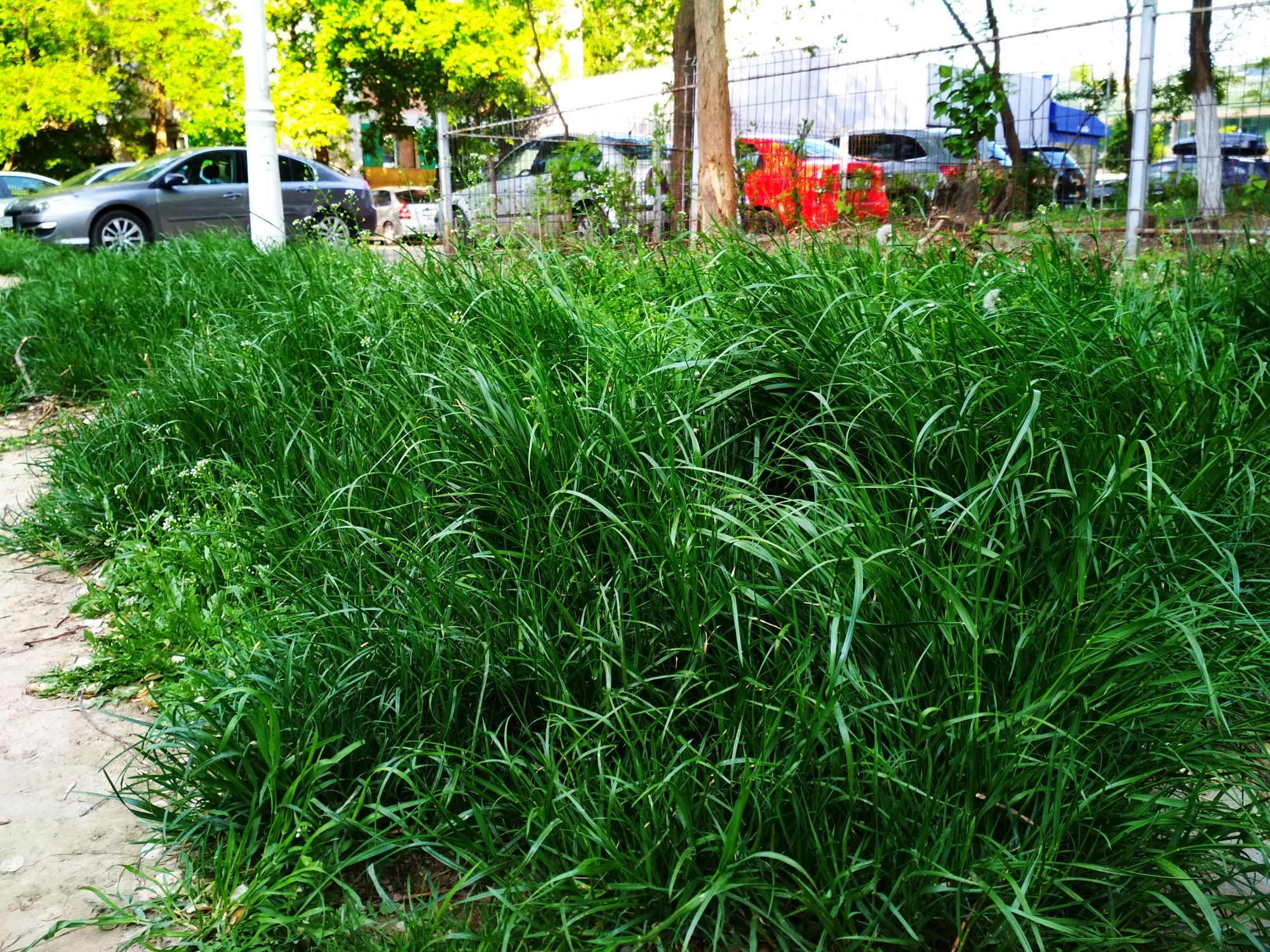 Așteptând cosașii bengalezi, Galațiul s-a umplut de buruieni (FOTO)