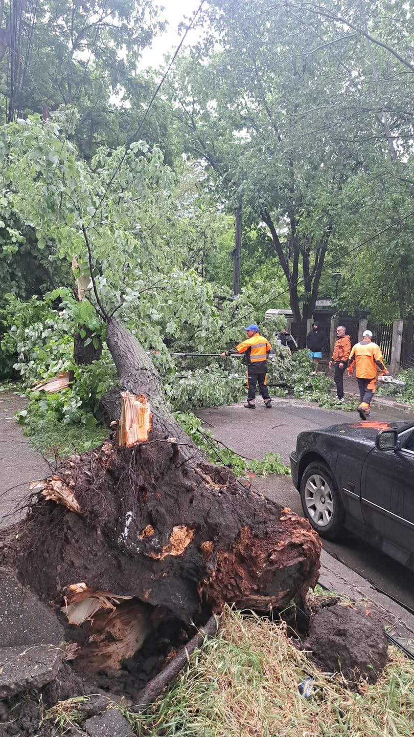 Copaci rupți sau doborâți de furtună în cartierele Galaţiului