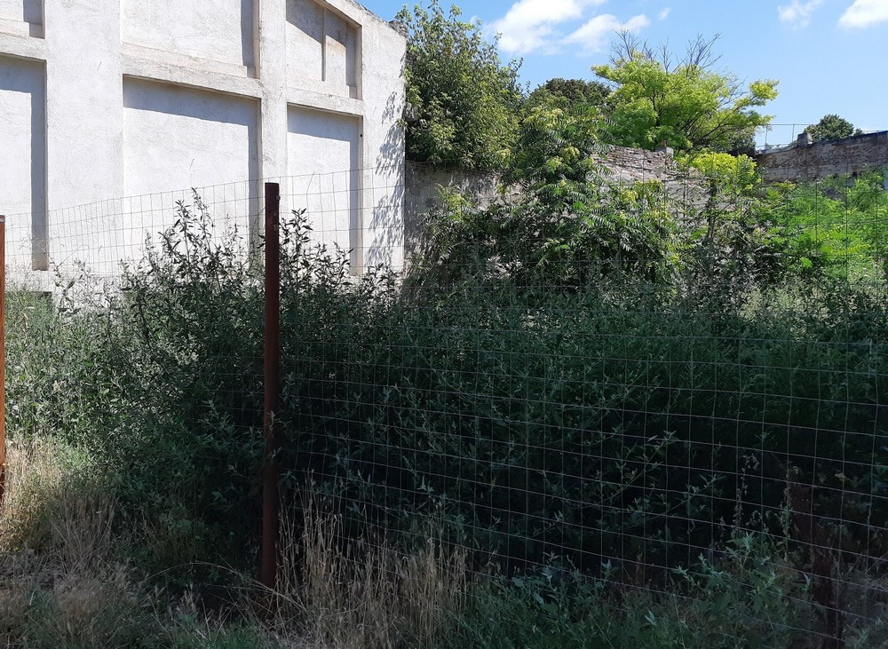 Eliminarea ambroziei, obligatorie prin lege