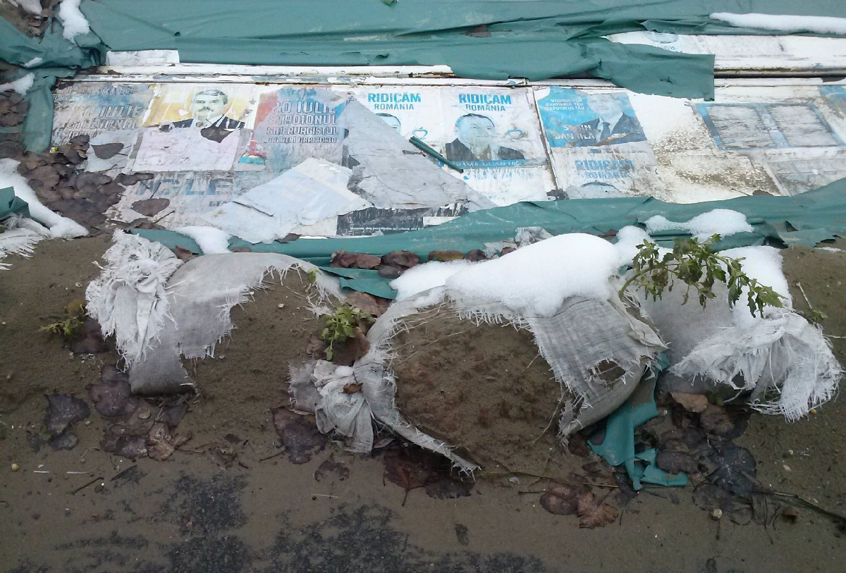 Cu ce este acoperită SURPAREA de pe Faleză