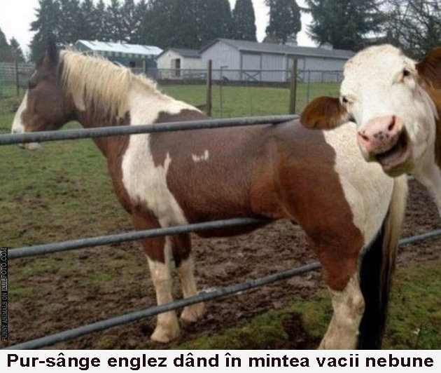 Un cal pentru Regatul Unit