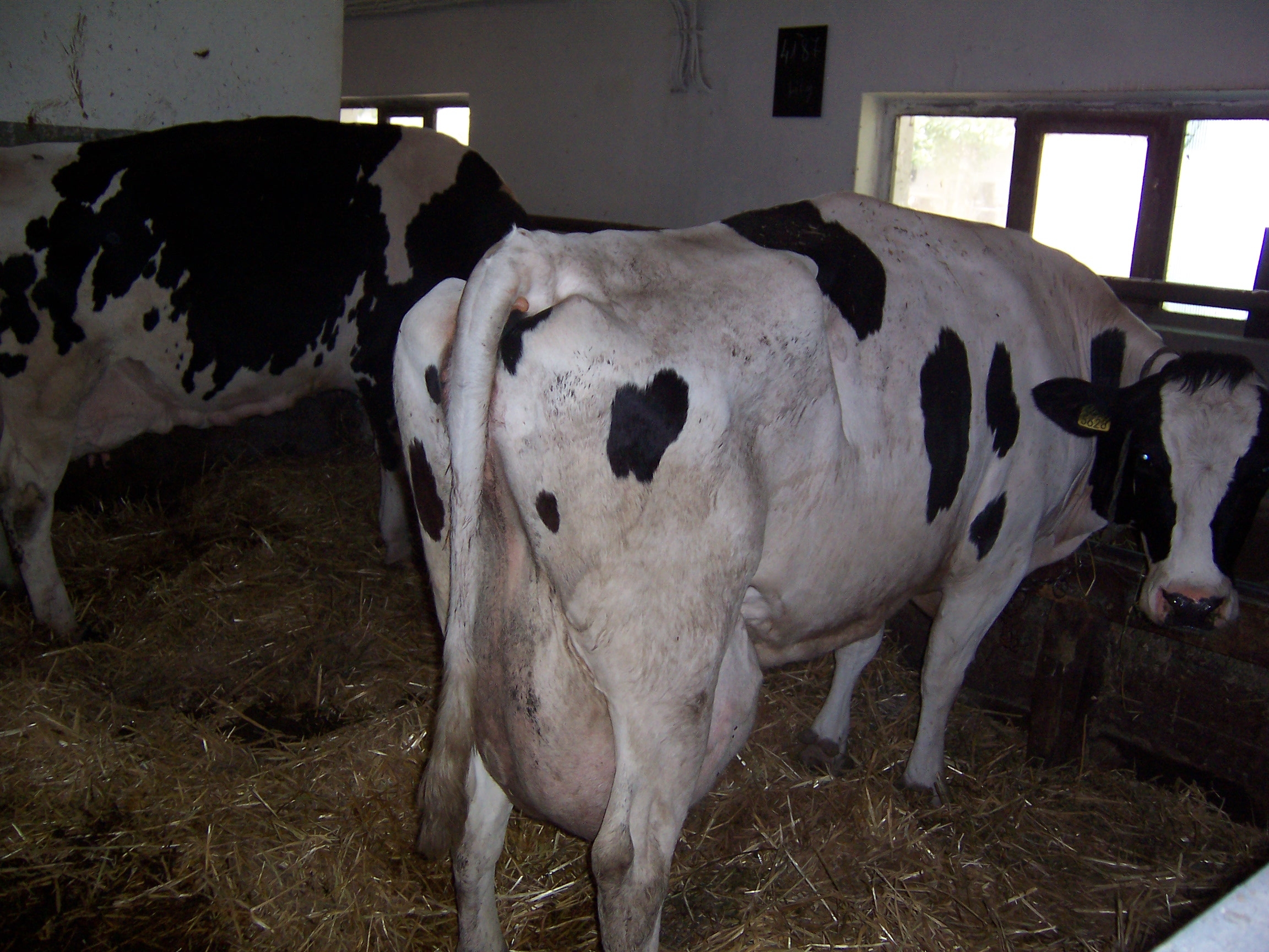 Producătorii de lapte, pe cont propriu 