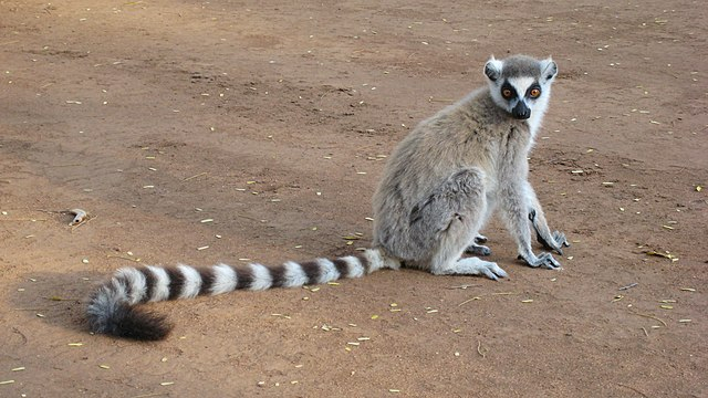 Un tânăr a furat un lemur de la zoo