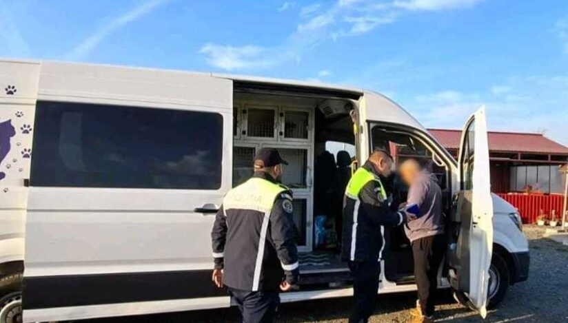 Export ilegal de câini și pisici