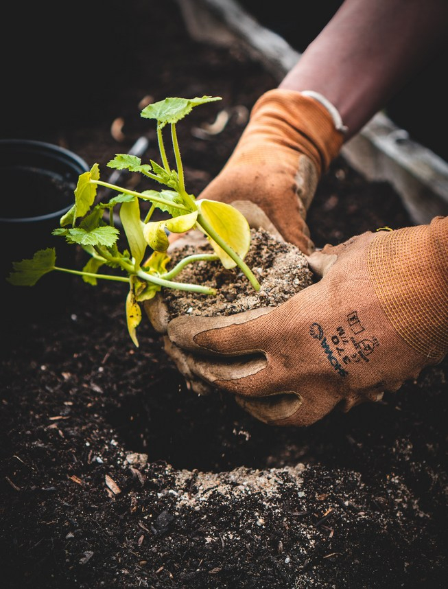 Cine plantează sămânţa iubirii de verde