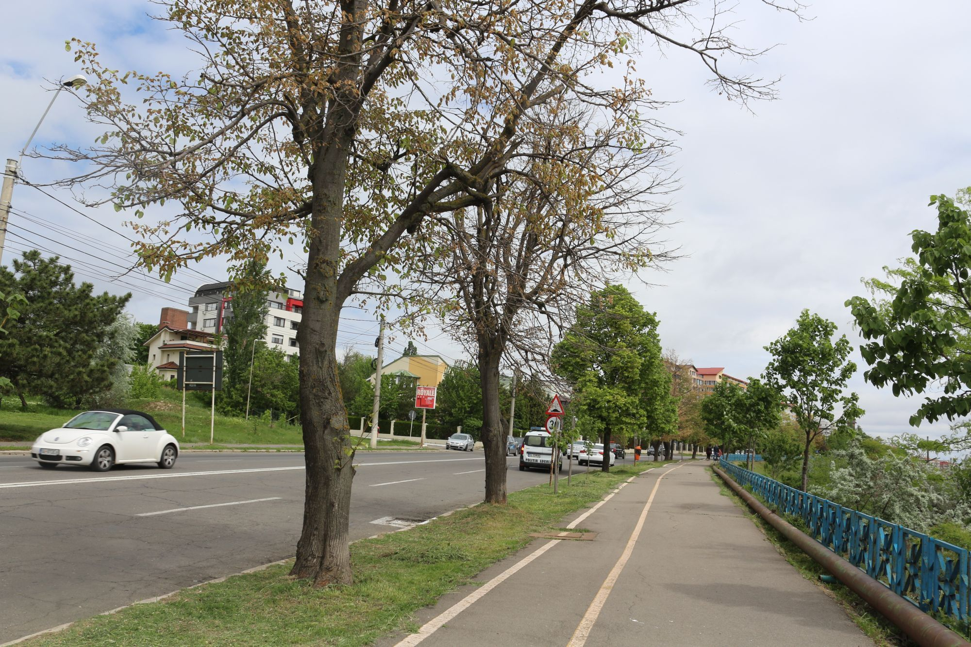 Teii de pe Faleza Superioară nu mai pot fi salvaţi