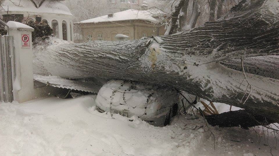 Iarnă violentă la Galaţi/ PLOP SMULS din rădăcină. Trei maşini AVARIATE (FOTO&VIDEO)