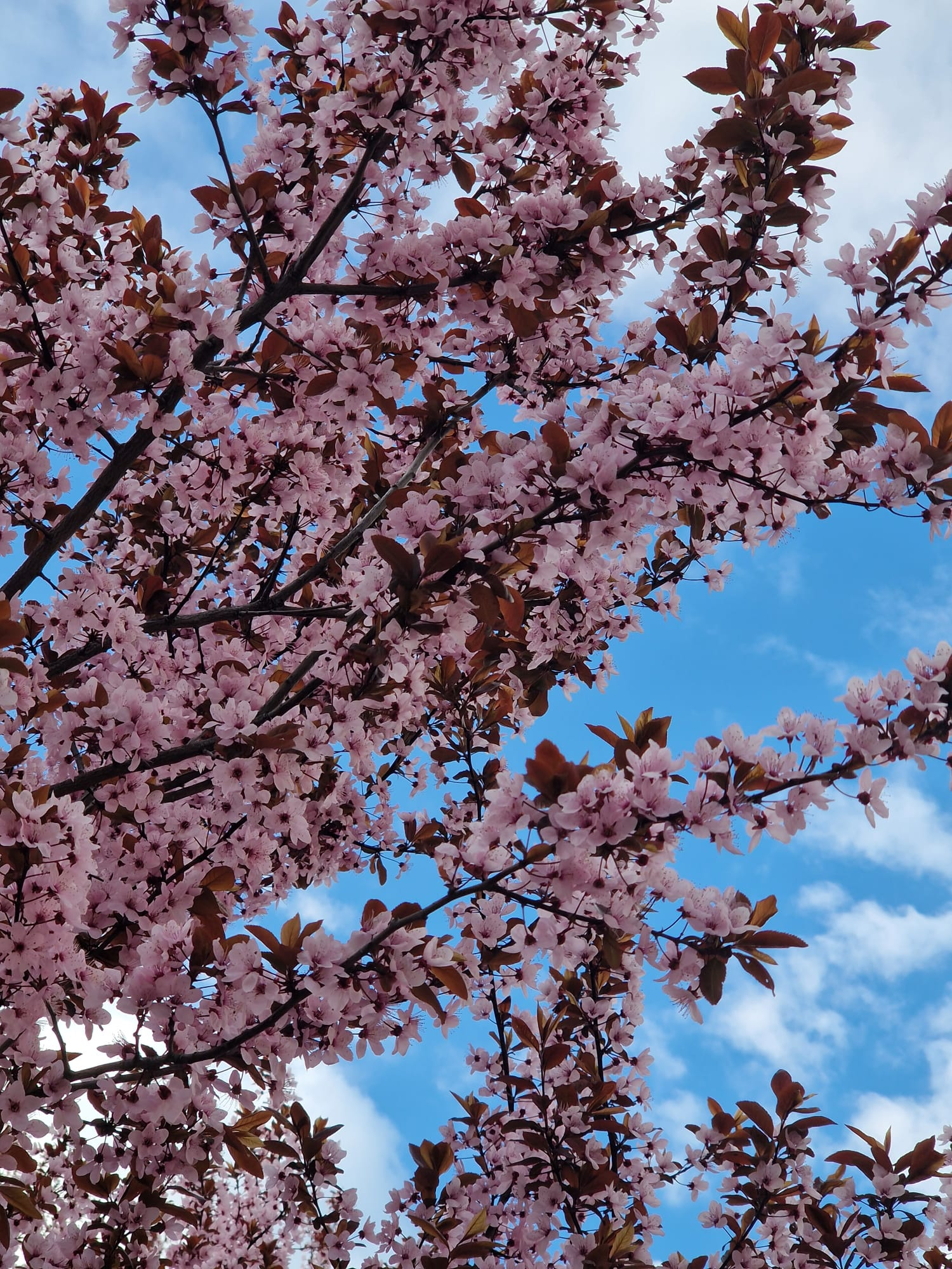 Vreme în încălzire