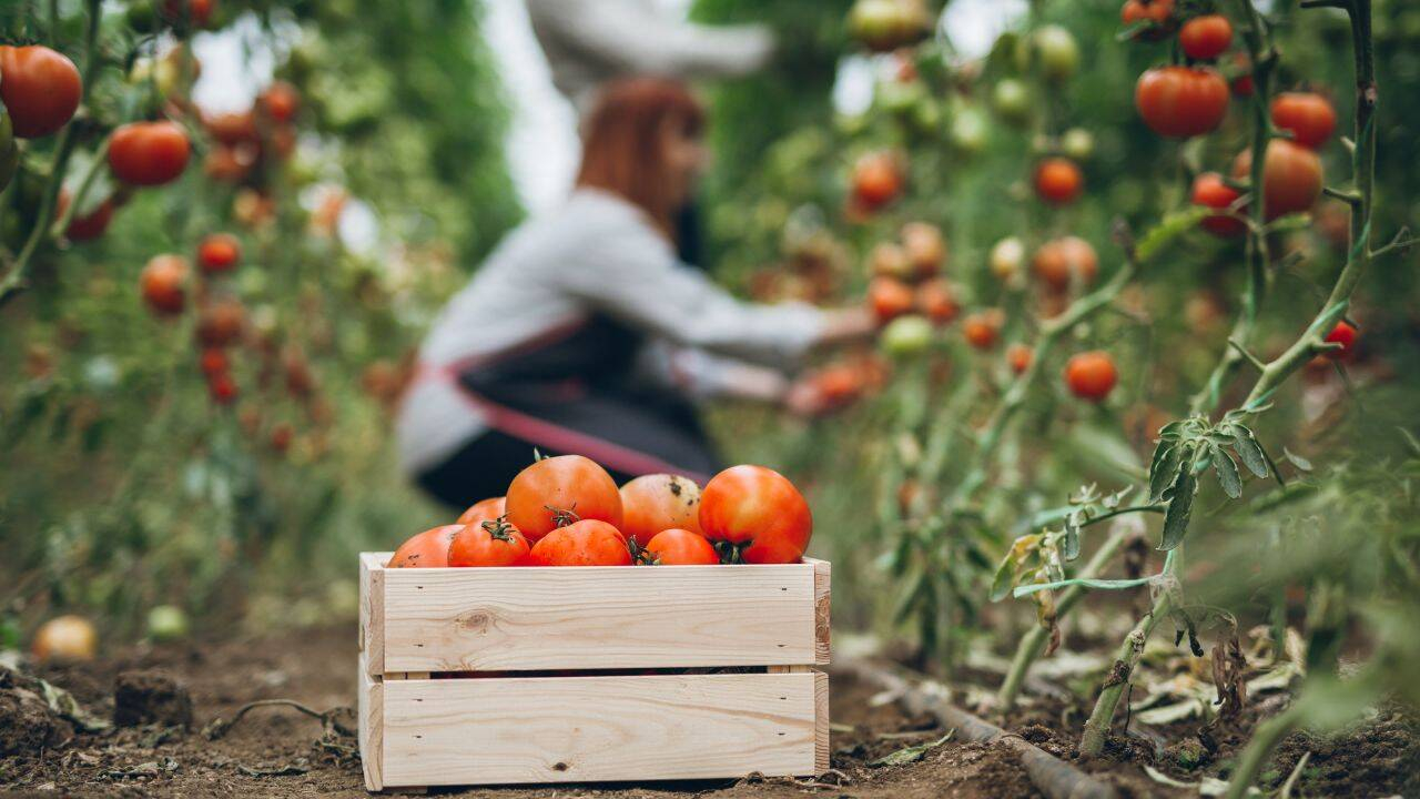 Aproape 4.000 de agricultori gălățeni au cerut ajutor de minimis
