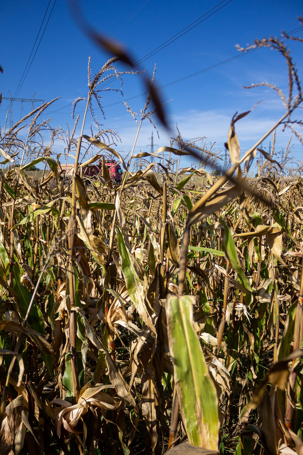 APIA continuă eliberarea de adeverinţe