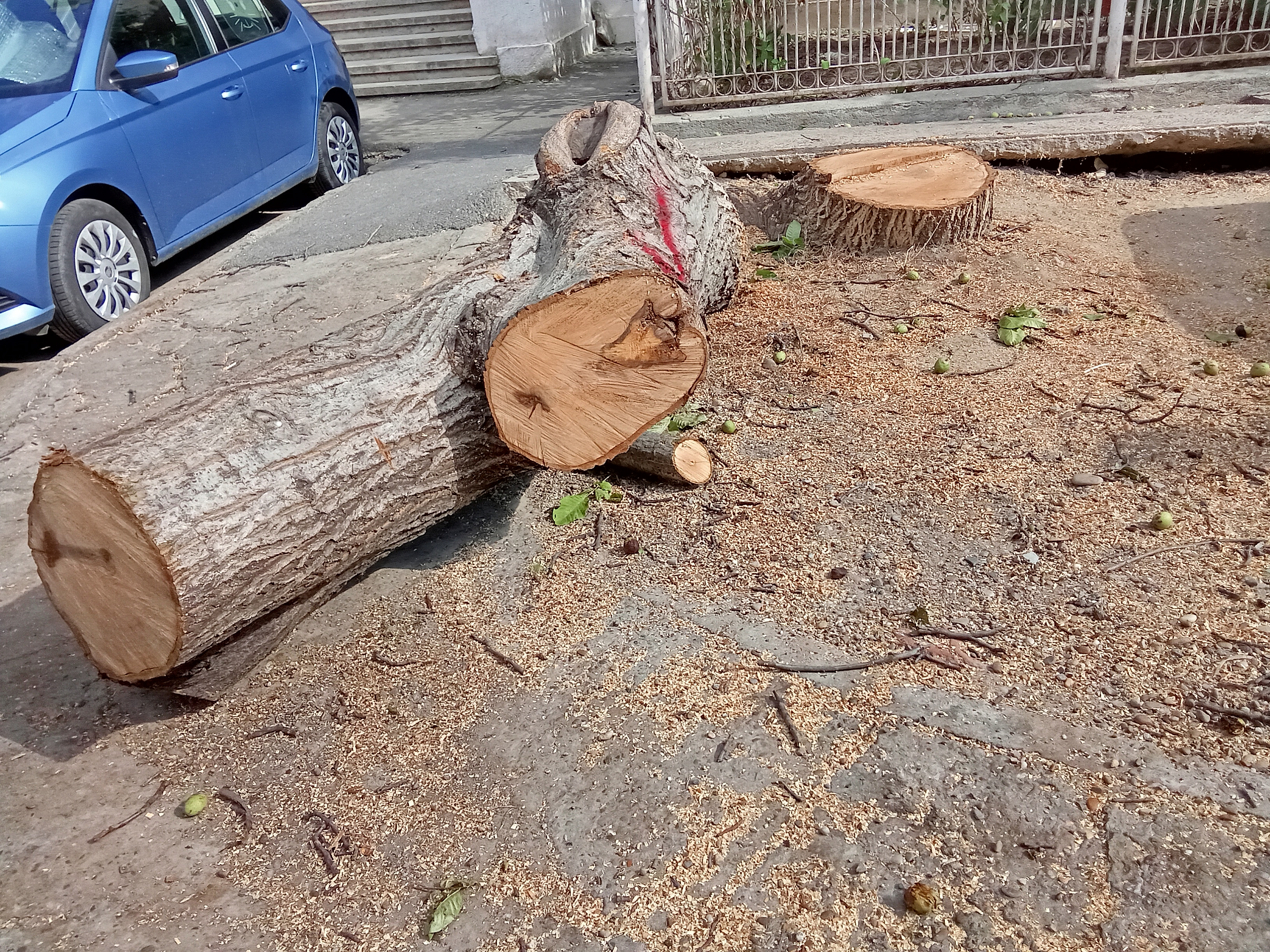 Ce spun autorităţile despre nucul tăiat. Explicaţii şi justificări oficiale