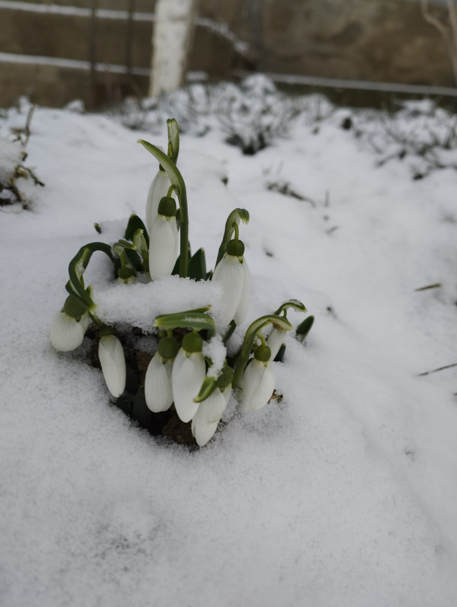 Poza zilei. Simboluri îngheţate, dar încăpăţânate