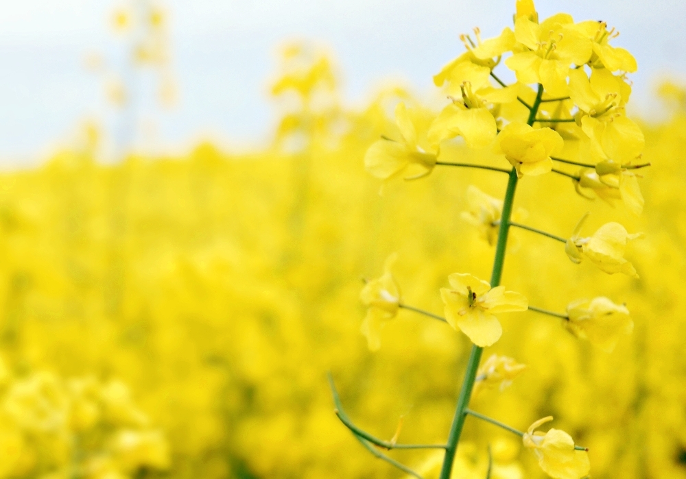 Pericol după pericol: SECETA face prăpăd în rapiţă