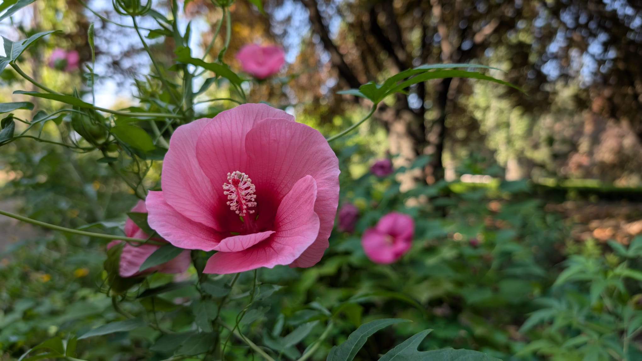 Comori mai puţine ştiute ale Grădinii Botanice