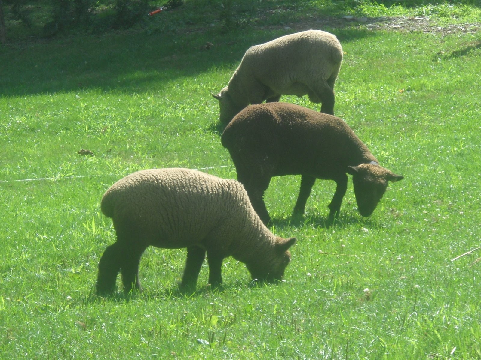 Subvenţia pe păşune naşte discordie 