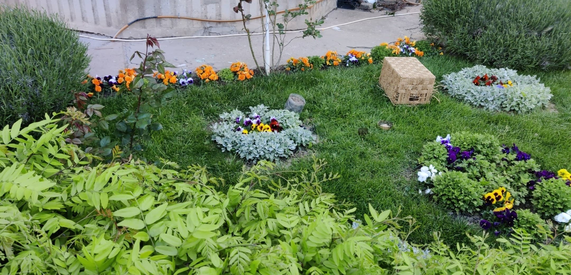 Grădina de la bloc. Armonie şi culoare, în Mazepa II (FOTO)