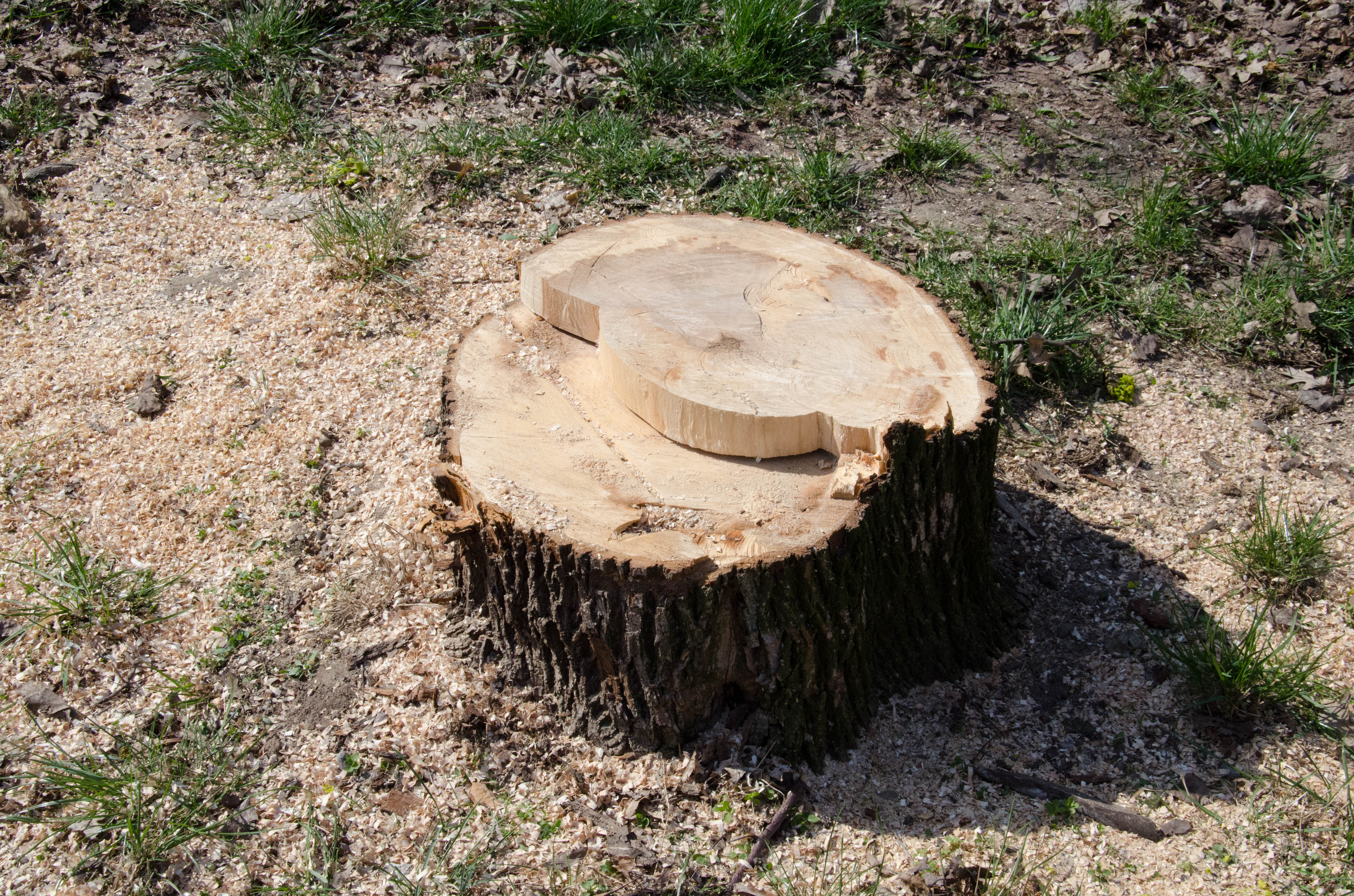 Pe Saturn, copacii se taie la indicaţia specialistului