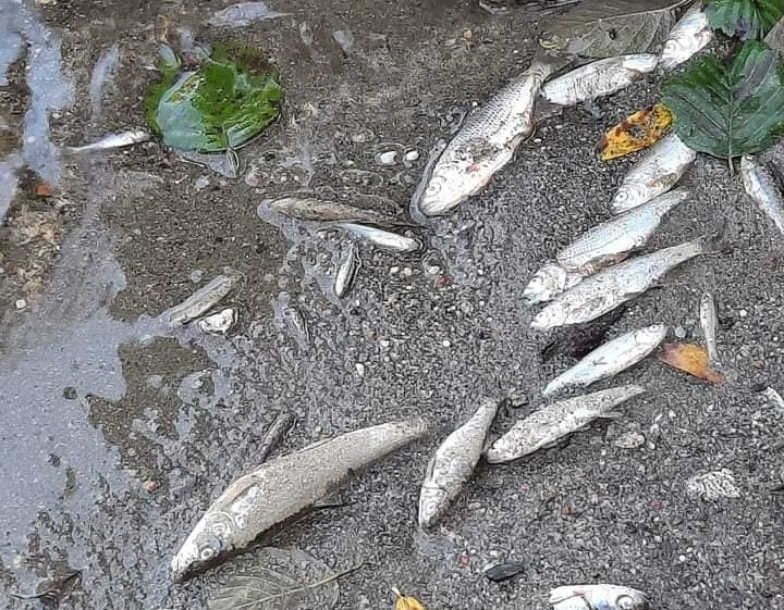 Pești morți pe râul Bicaz