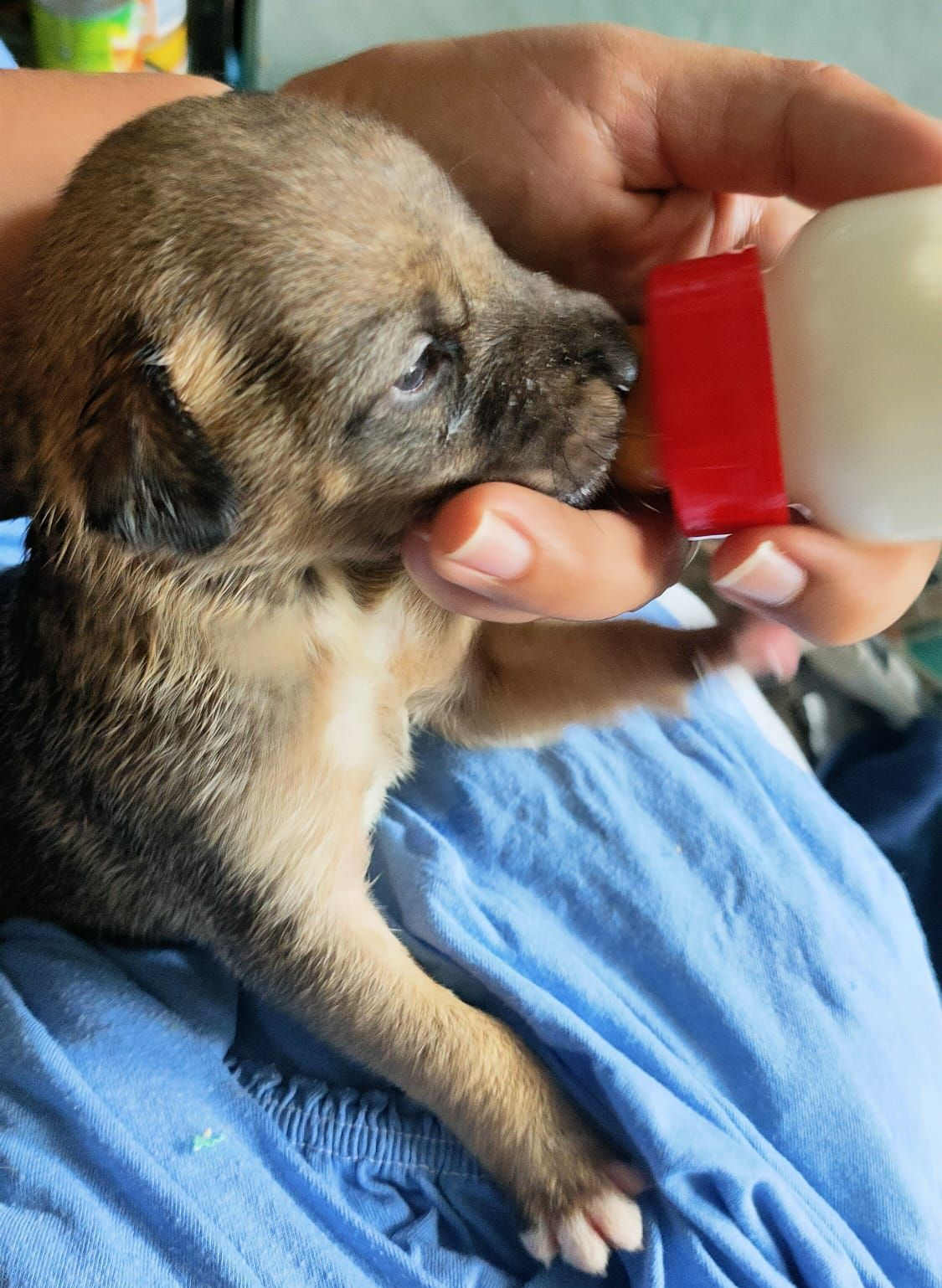 Cum puteți salva de la moarte puii despărțiți de mamă și abandonați