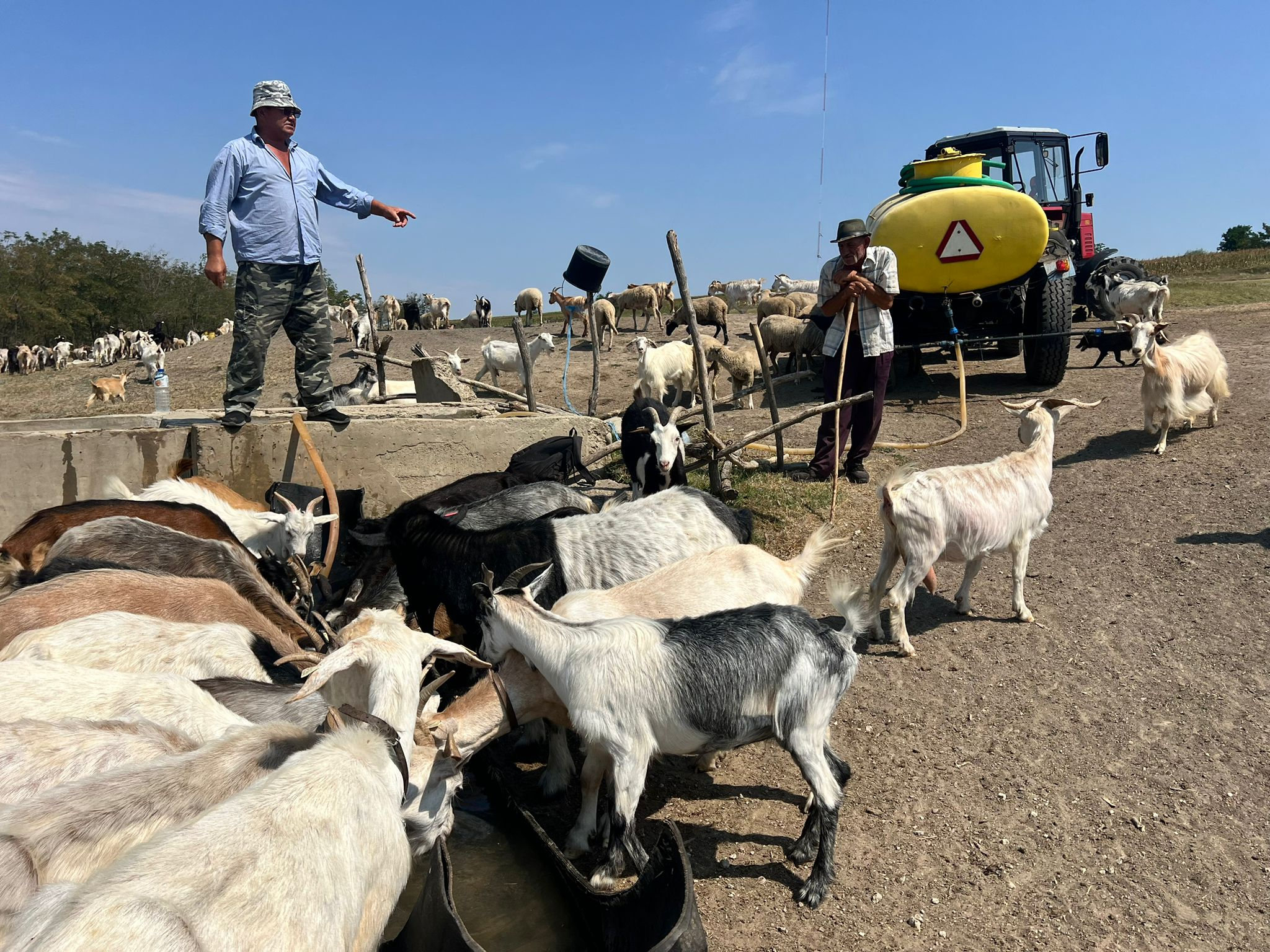 Cisterne trimise în câmp pentru animalele rămase fără apă
