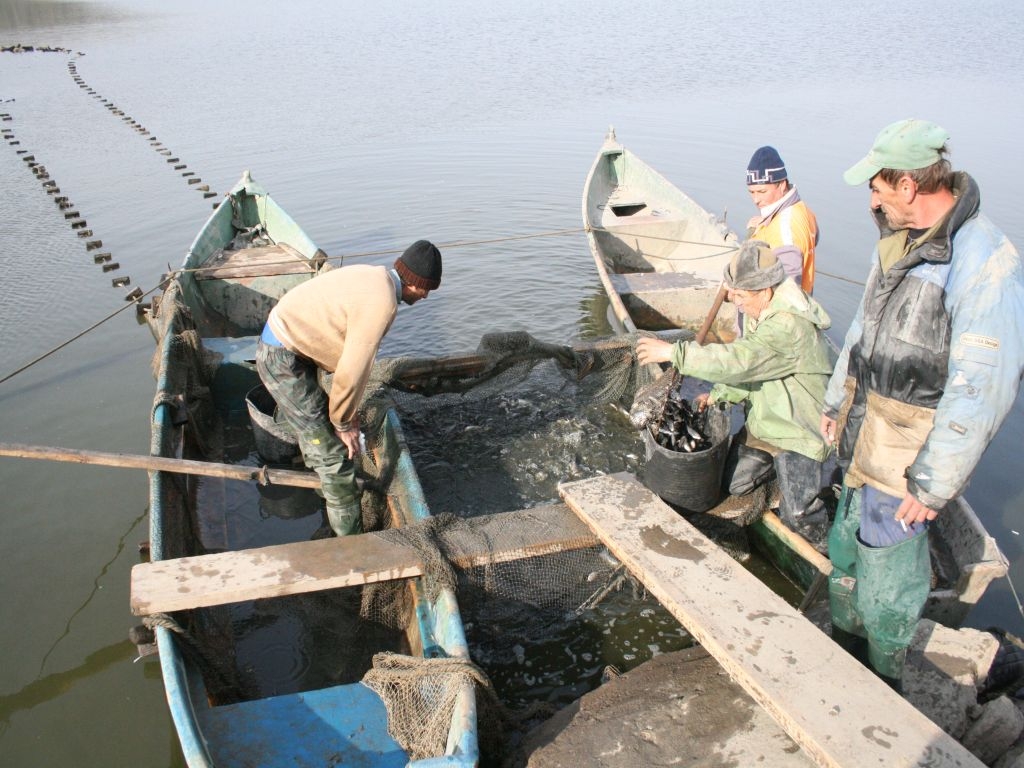 Rana deschisă a pisciculturii gălăţene/ Câţi bani pierdem lăsând Brateşul de izbelişte?