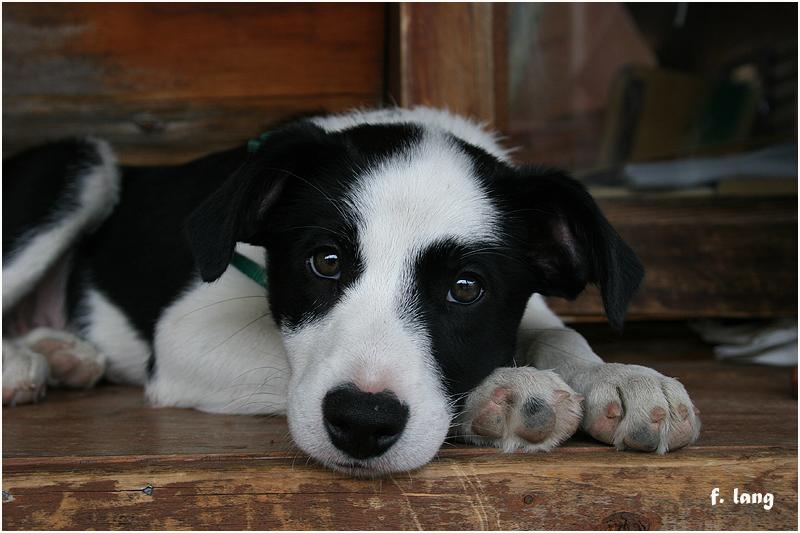 Cum îţi poţi steriliza GRATUIT câinele