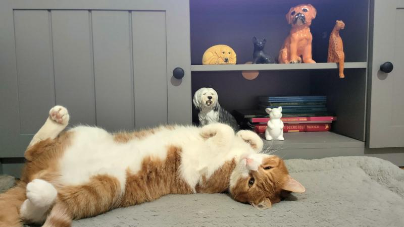 Ce program le facem câinilor și pisicilor pentru a evita nopțile albe