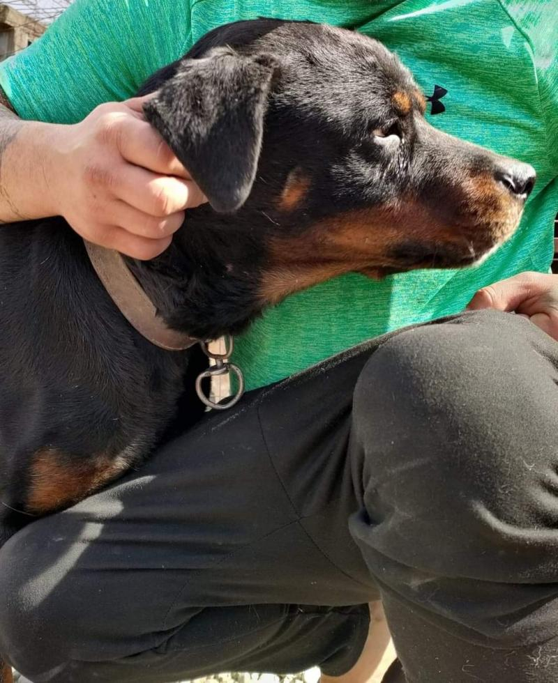 Rott își caută stăpân, după ce a fost abandonat