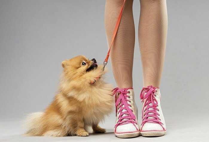 Școala iubitorilor de animale. Ce să nu faci când întâlnești un câine străin