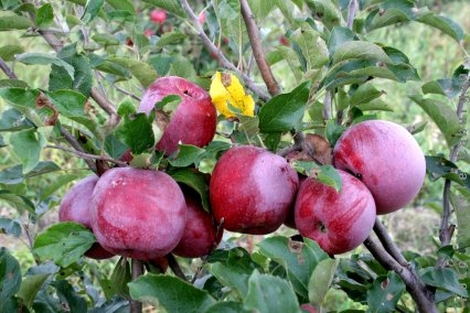 Mere în şcoli la Sfântu’ Aşteaptă