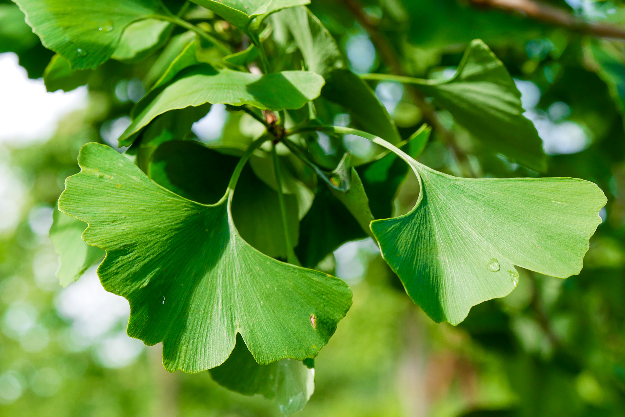 Ginkgo biloba, în tratarea tulburărilor de memorie