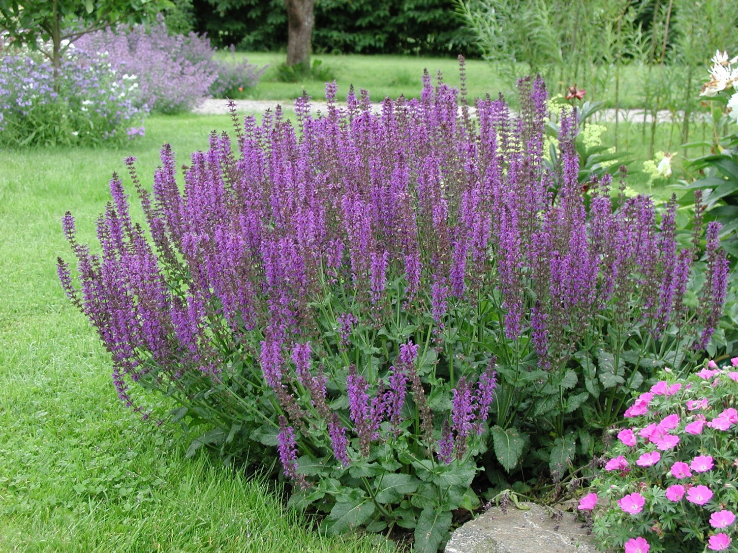 Plante naturale pentru ameliorarea alergiilor