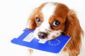 Documente de călătorie pentru câinele, pisica sau dihorul de companie