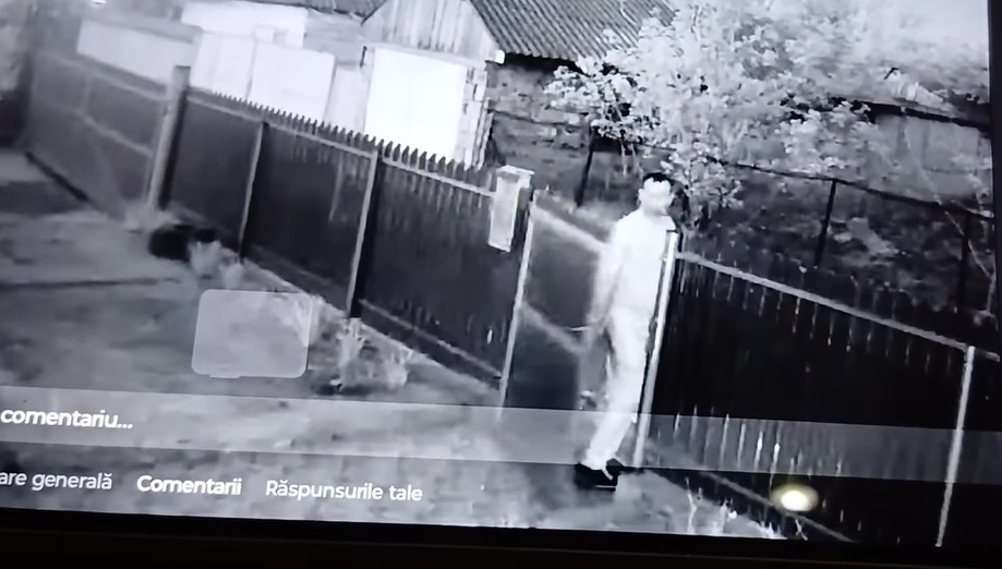 Un angajat al Damen Galați a omorât doi câini în Luncavița