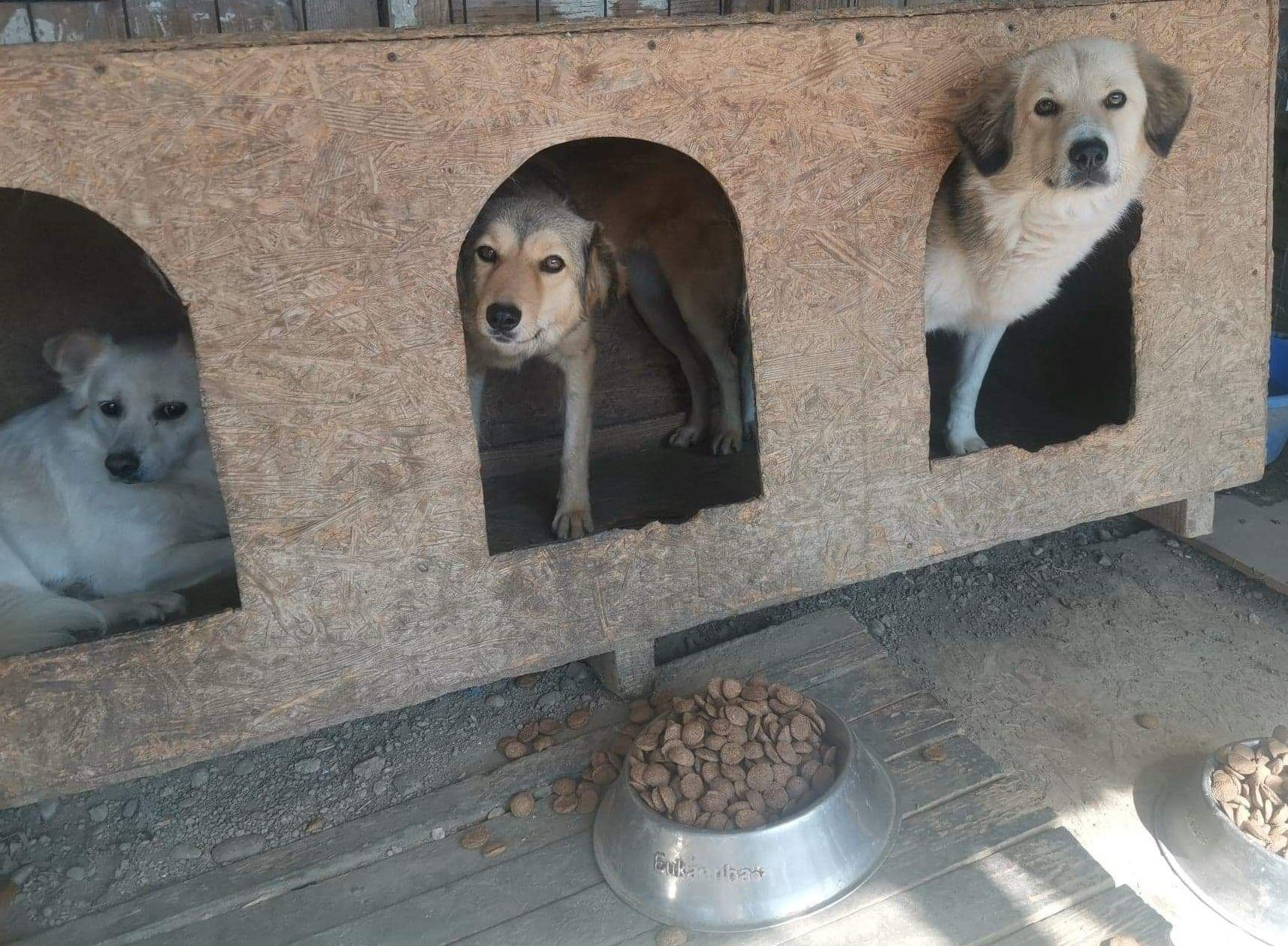 De Ziua Internațională a Animalelor, invitaţie în adăpostul ”Ajutați-l pe Lăbuș”