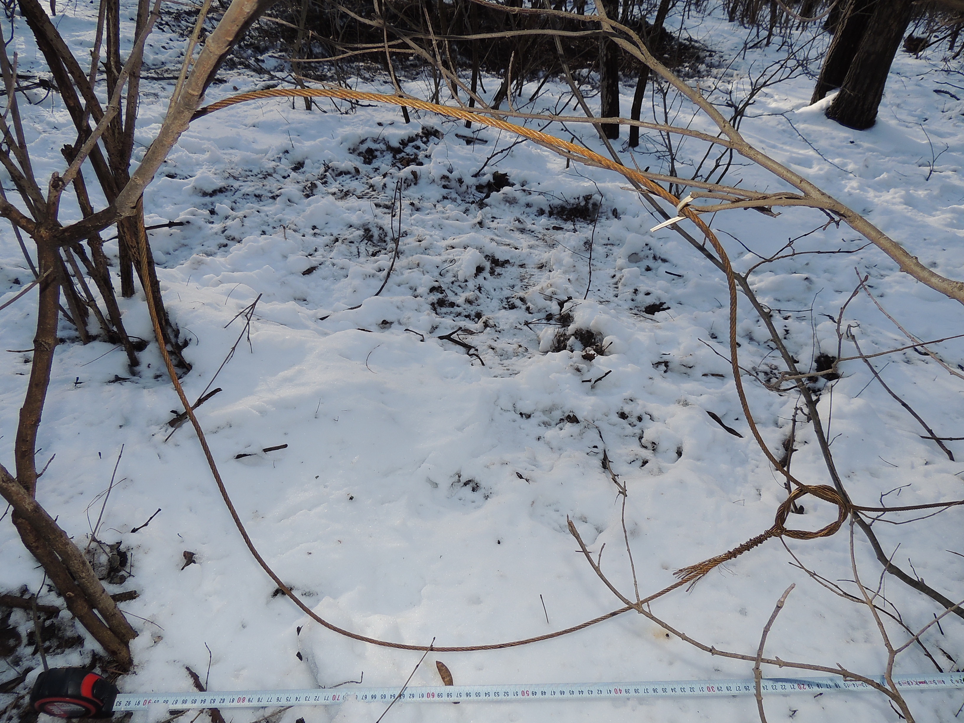 PRACTICI BARBARE de UCIDERE a animalelor din pădurile gălăţene. Mistreţii, cei mai vânaţi