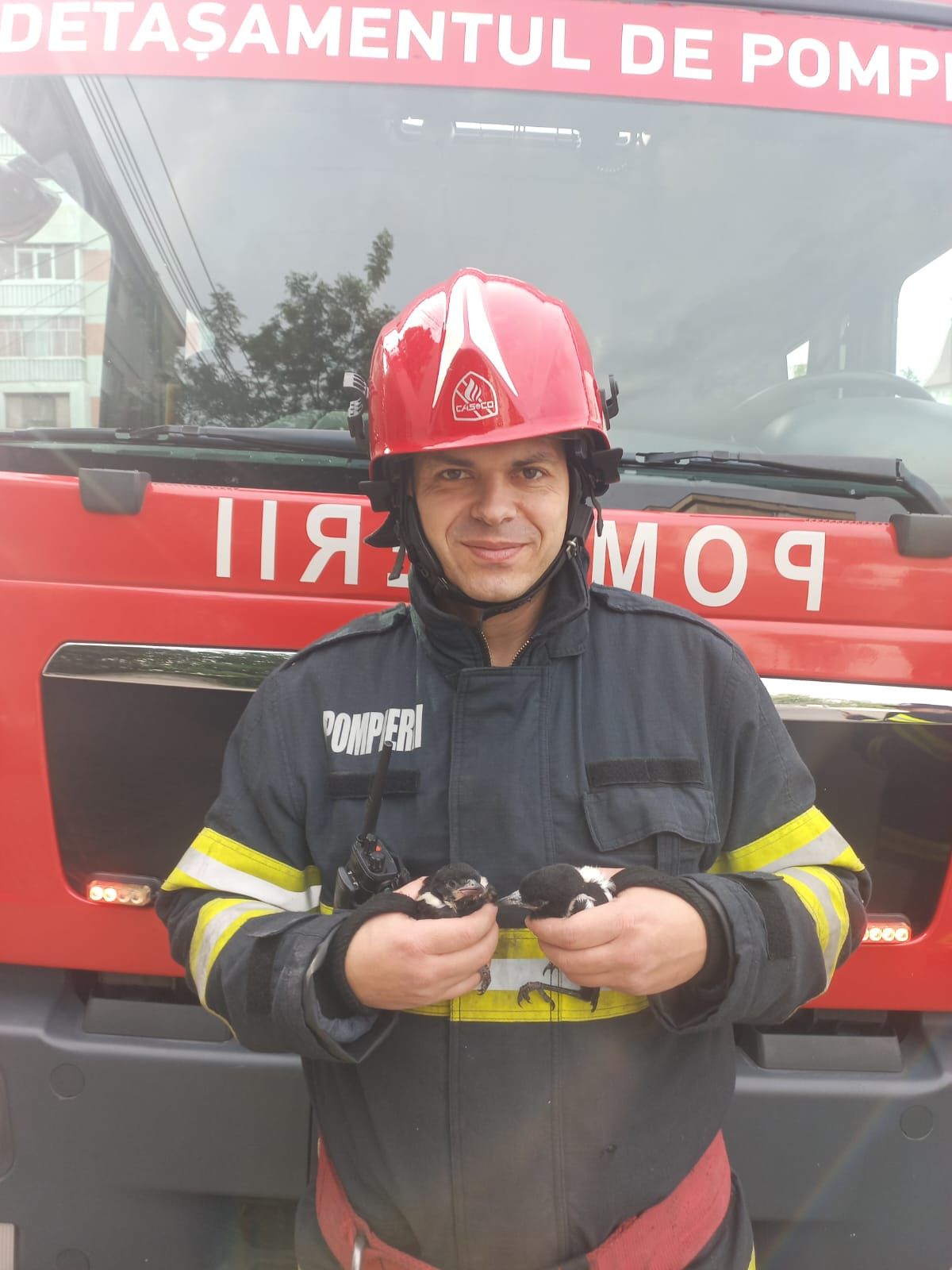 Pui de coțofană, adoptați de Grădina Zoologică