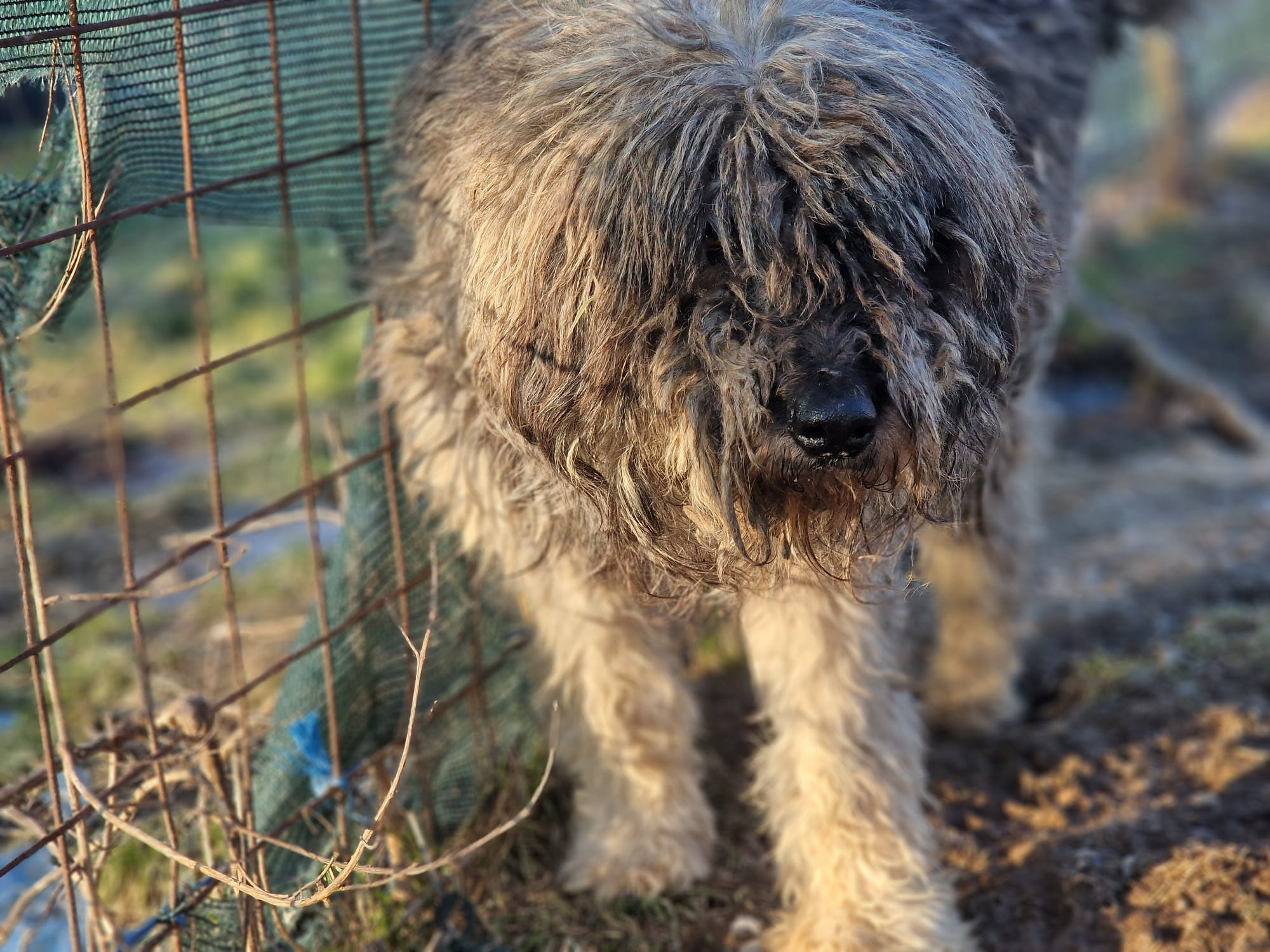 Cine are un loc în viaţă pentru frumosul Zmeu? Şcoala iubitorilor de animale