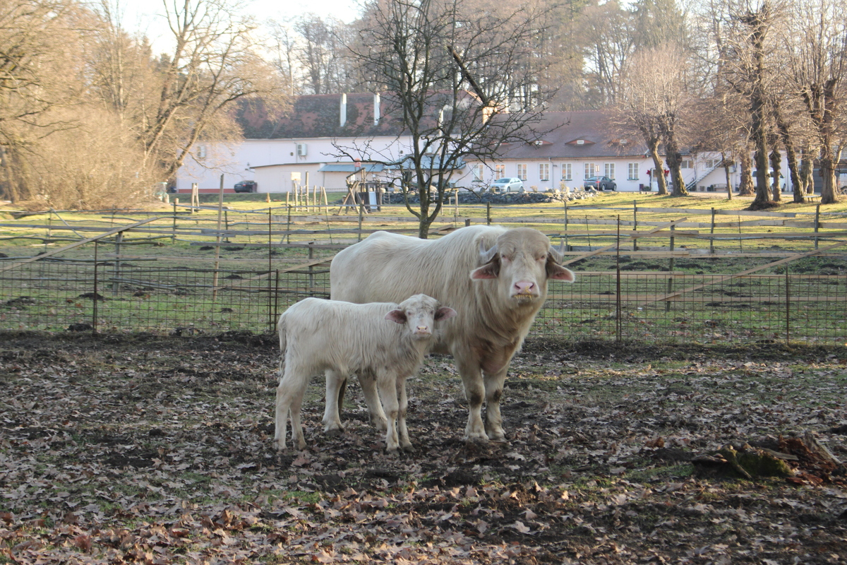 Bivoli albi, la Palatul Brukenthal Avrig