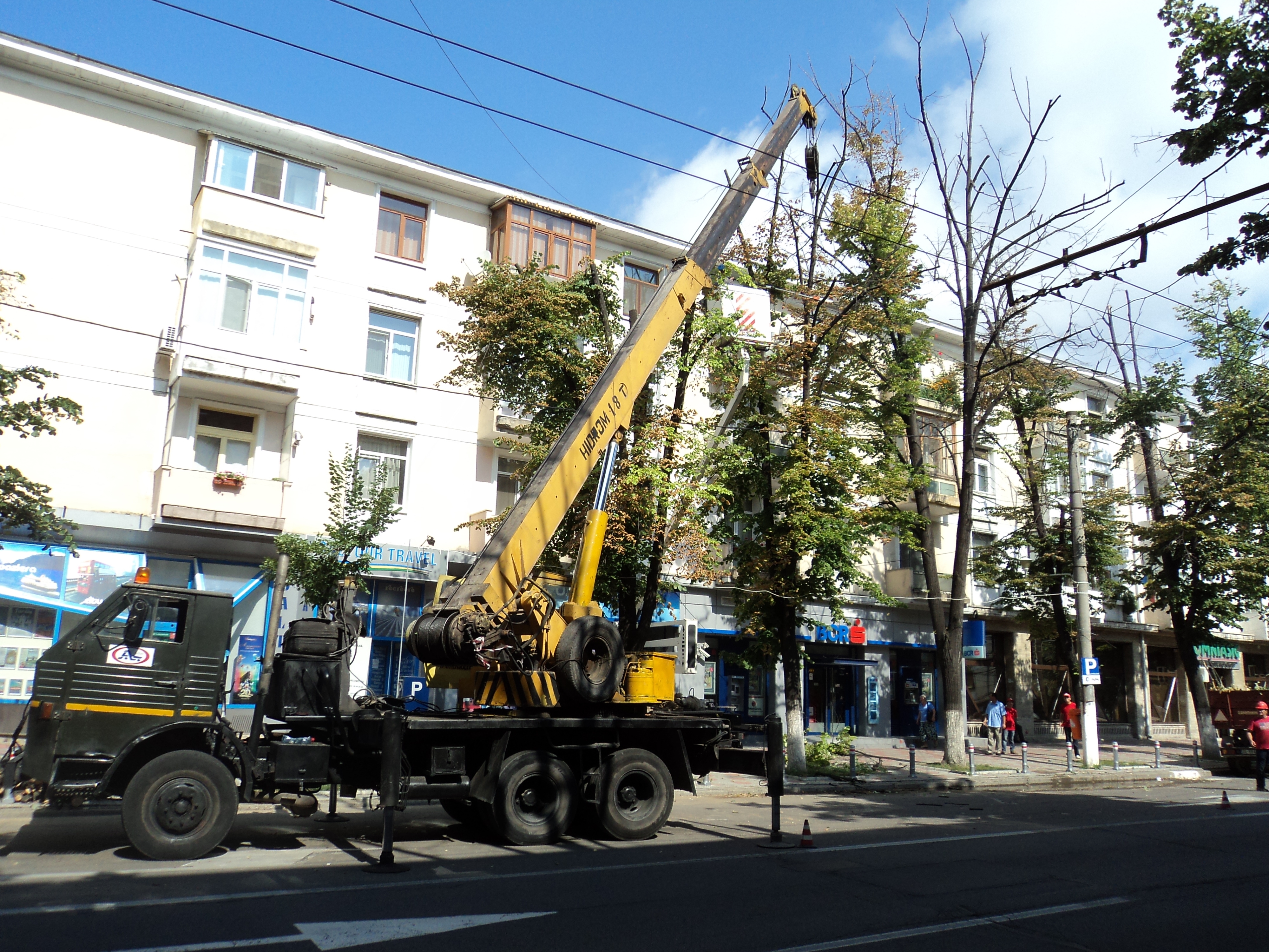 Fasonare după 15 ani: A început curăţarea teilor pe Domnească