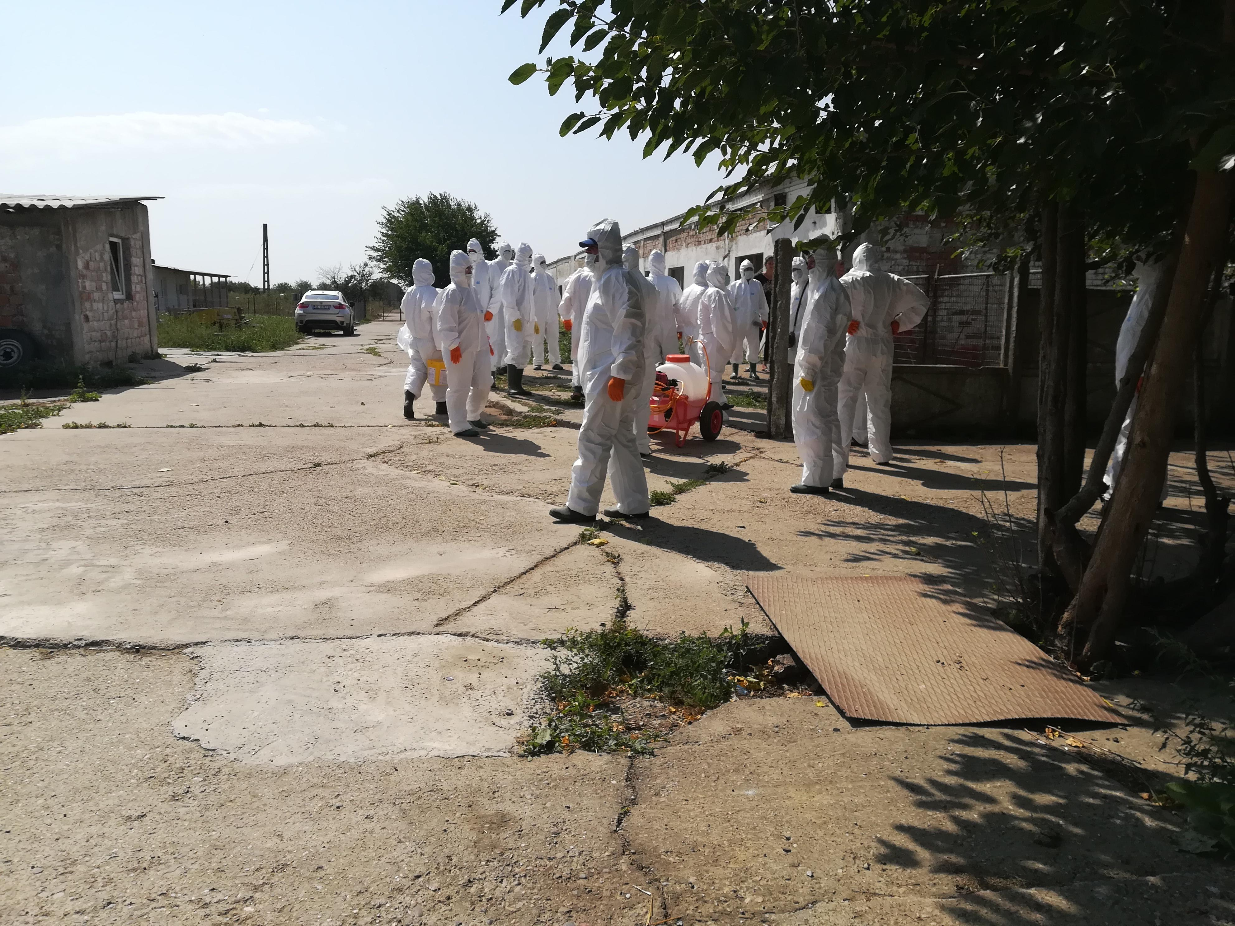 O nouă suspiciune de pestă porcină africană. 42 de porci au fost ucişi într-o fermă din judeţ